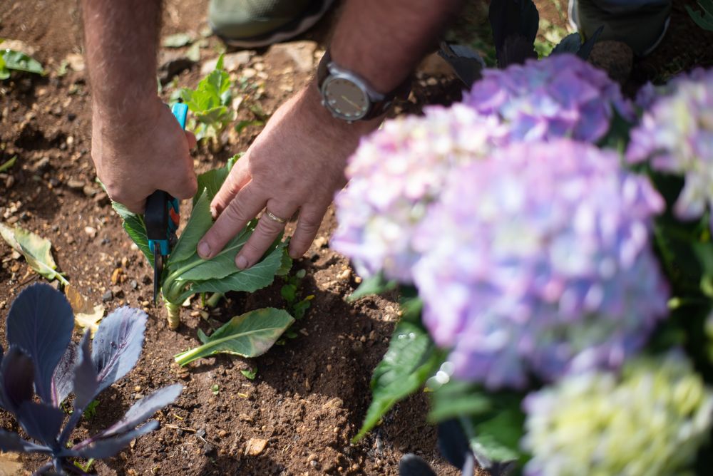 Gartenpflege mit einer Gartenschere